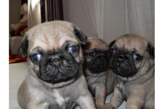 Mops Welpen Reinrassig ein Weibchen noch