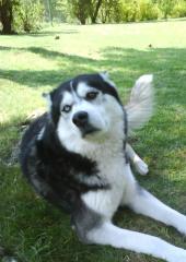 Wunderschöner Husky-Rüde abzugeben