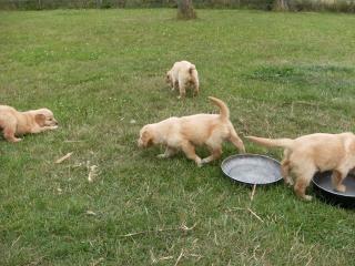 Wunderschöne Golden-Retriever-Welpen ab 18. 12. 09 Zu verkaufen