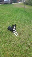 Border Colly/ Australien Shepherd