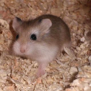 2 Monate alte Hamsterdame in liebevolle Hände abzugeben Salzgitter/Peine/Braun