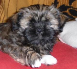 Lhasa Apso Welpe