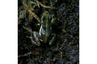 Dreistreifenbaumsteiger Epipedobates tricolor