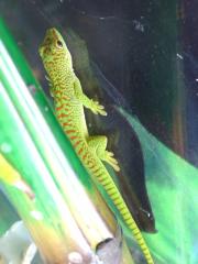 Phelsuma grandis hoher Rotanteil 0, 0, 6