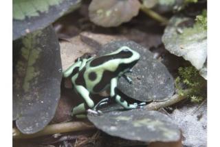Dendrobates auratus Nominatform