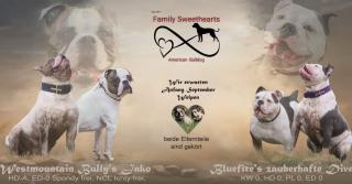 American Bulldog Welpen suchen Traumschloss