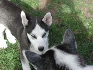 Huskywelpen suchen ein neues liebes zu Hause