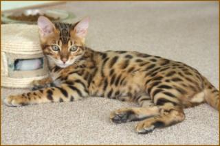 Bengal katzen, serval und Savannah Katzen