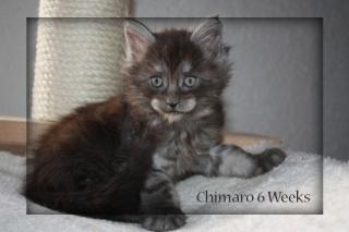 Maine Coon Kitten, sehr typvoll aus großen Linien in black smoke, noch 2 Kater