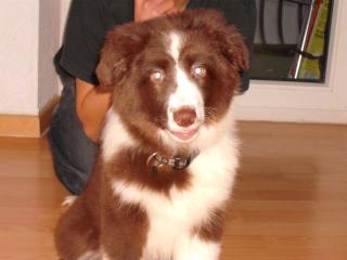 Süßer Australian Shepered welpe, hündin, geboren am 12. 11. 08