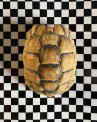 Ägyptische Landschildkröte Kleinmanni Männchen