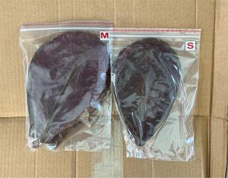 Seemandelbaumblätter Gr. S od, M 1 Paket 10Stk Aquarium Garnele