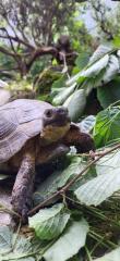 Maurische Landschildkröten