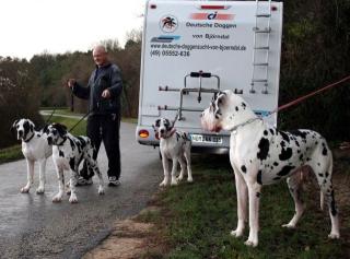 Deutsche Doggenwelpen VdH DDC