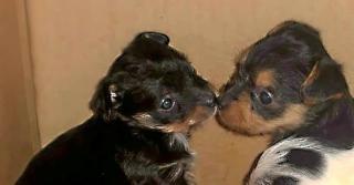 2 Süsse weibliche Terrier Mischlings Welpen in liebevolle Hände abzugeben