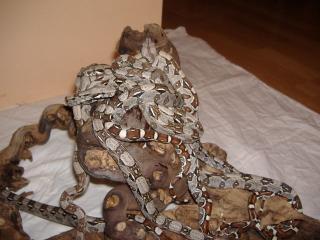 Boa Constrictor Constrictor Babys DNZ 2021 abzugeben
