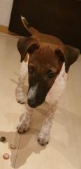 Foxterrier welpe