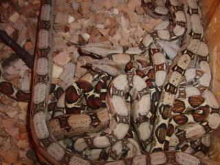 Kolumbianische Boa Constrictor Imperator Jungtiere
