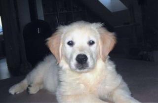 Süßer Golden Redriever 6Mon sucht ein neues zuhause