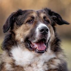 WOFFY - Mischling, Männlich, 4 Jahre, 66 cm, 38 kg, Gechipt, Kastriert