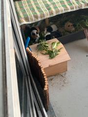 4 Meerschweine suchen ein neues Zuhause einzeln auch möglich