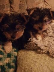 Yorkshire Terrier Welpen