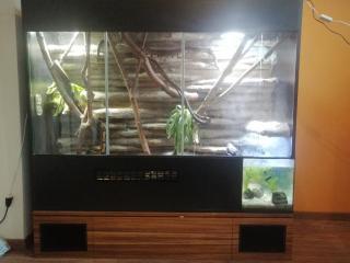3 konigspyton und xl terrarium