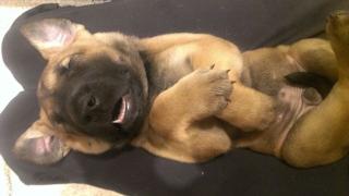 Labrador - Fila Brasileiro Mix-Welpen ab sofort abzugeben