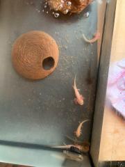Junge Axolotl abzugeben, ausschließlich Abholung, kein Versand