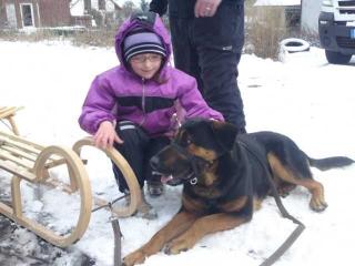 Labrador-Mischling Daimon sucht dringend ein neues zuhaue