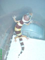 Leopardgeckonachzuchten abzugeben