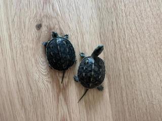 Wasserschildkröten