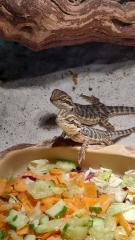 Baby Bartagame Nachzucht