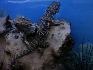 Terrarium Bartagamen Zubehör zu Verkaufen