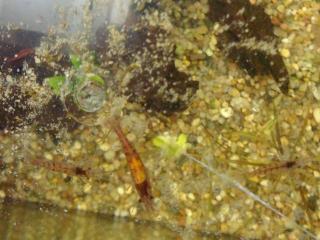 Red Fire Garnelen