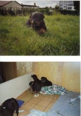 Verkaufe Rottweiler Welpen