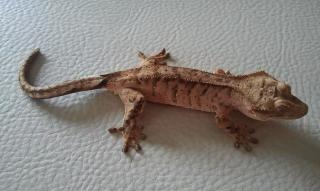 0. 1 Rhacodactylus Ciliatus Kronengecko-Weibchen