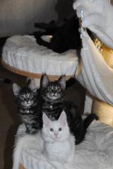 Aristopearls Maine Coon Kitten