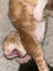 Main Coon Perser Babys