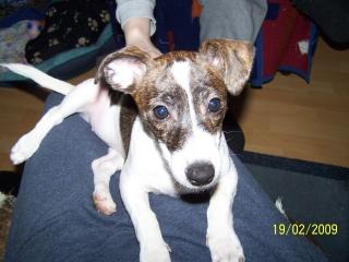 Jackrussel welpen hündin sucht ein neues zu Hause