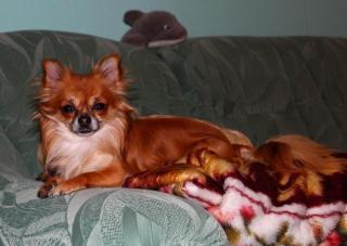Reinrassiger Chihuahua Deckrüde Langhaar freut sich auf neue Bekanntschaften