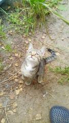 Kitten Maincoon-Russischblau-Hauskatze-Mix