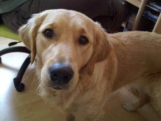 Golden Retriever - Comet sucht ein neues zu Hause