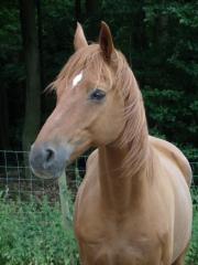 Zuverlässige RB gesucht