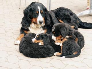 Berner Sennenhunde Welpen v. Eifelberghof Auwer Land