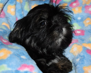Süße Lhasa Apso Welpen abzugeben