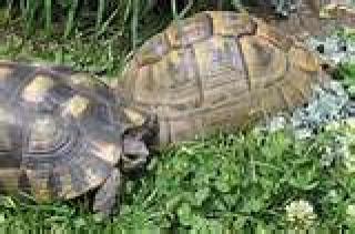 1. 2 NZ 2021 Testudo marginata und Babys Schildkröten