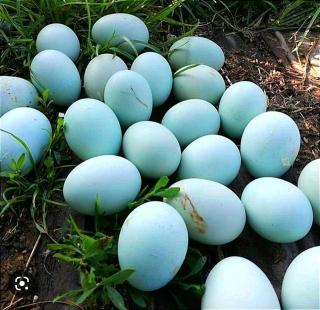 Keine Bruteier Araucana reinrassig Grünleger Blauleger