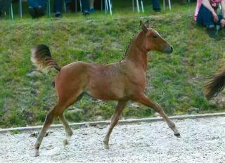 Deutsches Reitponystutfohlen 2021
