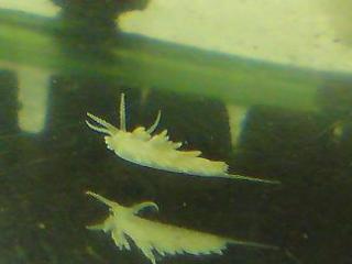 Berghia verrucicornis, Glasrosenfr. Nacktschnecke